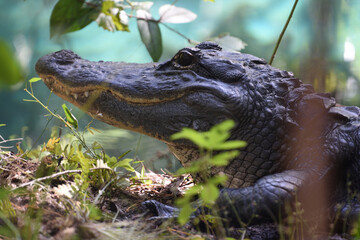 Resting adult alligator in natural habitat at Juniper Springs central Florida with soft background