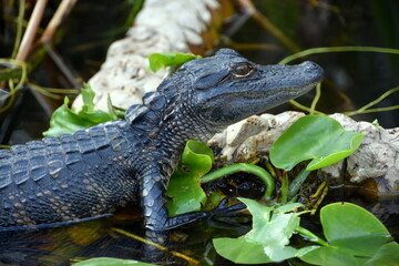 Obraz premium Young baby Alligator resting on the log at the Everglades National Park Florida with soft background