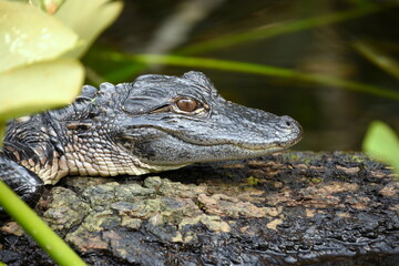 Young baby Alligator resting on the log at the Everglades National Park Florida with soft background