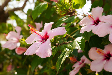 Vibrant pink hibiscus flower in full bloom, captured in natural outdoor setting with green leaves and soft sunlight in the background