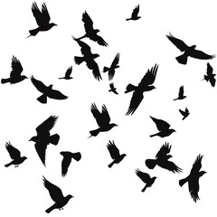 silhouettes of birds isolated on transparent background png

