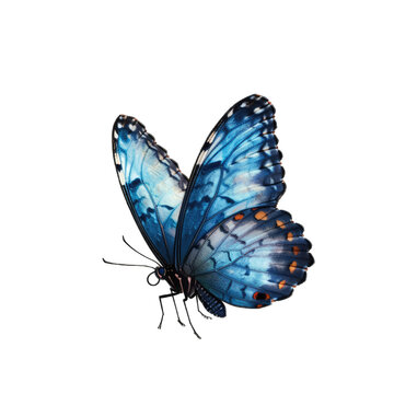 butterfly isolated on transparent background png
