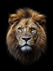 Naklejka premium Close-up portrait of African Lion face on dark background. Majestic animal with thick fur, powerful features, and sharp teeth. Wild predator with strong presence and fierce expression.