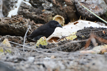 Common Cactus Finch (Geospiza scandens) eating a prickly pear cactus pad in the Galapagos Islands. Common Cactus Finch is one of Darwin's finches that evolved to eat Opuntia prickly pear cactuses.