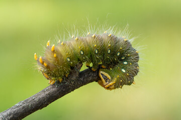 Close-up of Green Imperial Moth Caterpillar crawling on stick