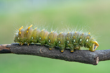 Close-up of Green Imperial Moth Caterpillar crawling on stick