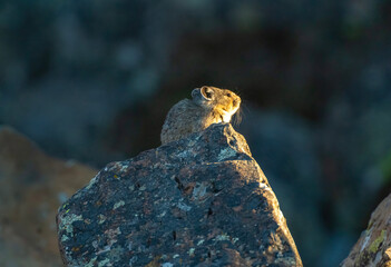 Pika