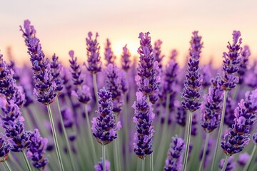 Obraz premium Field of lavender swaying gently in the wind, with a soft pastel sunset in the background, soft nature, soothing floral breeze