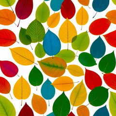 Obraz premium autumn colorful leaves