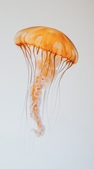 Jellyfish isolated on white background