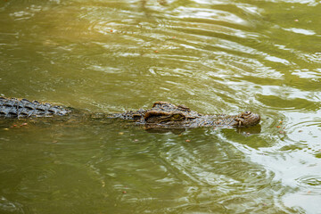 Crocodile in the river and the body of the crocodile is partially submerged. The crocodile poked its head into the river. Concepts about wildlife and environment	