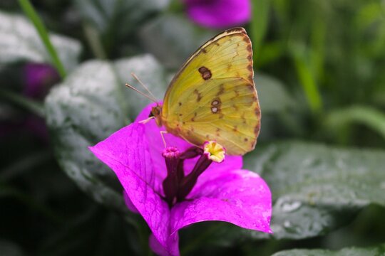 Mariposa posada sobre una flor de bugambilia