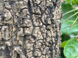 Close-Up of Tree Bark Texture with Blurred Green Foliage Background