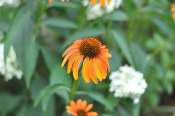 A single orange flower is the main focus of the image, surrounded by green leaves. The flower is the only bright color in the scene, which creates a sense of contrast
