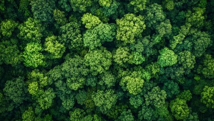 Aerial view of a lush green forest canopy.