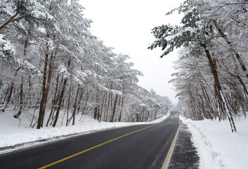 Hoarfrost on the snow covered pine trees at 1100 Road of Jeju-si at Jeju-do Island, South Korea