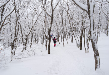 Pyeongchang-gun, Gangwon-do, South Korea - February 18, 2013: A female hiker is walking on the snow covered trail of Seonjaryeong Pass