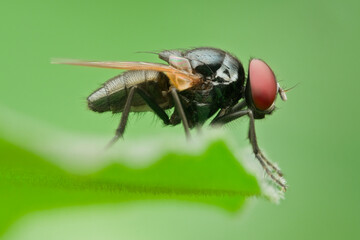 Hydrotaea chalcogaster flies perched on the leaf