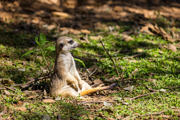 Meerkat in the zoo park