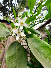 a cluster of white flowers blooming on a green plant. The flowers have five petals and a yellow center. The leaves of the plant are also green and have a serrated edge. The background is blurred.