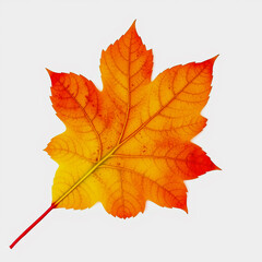 Fototapeta premium autumn colorful leaves