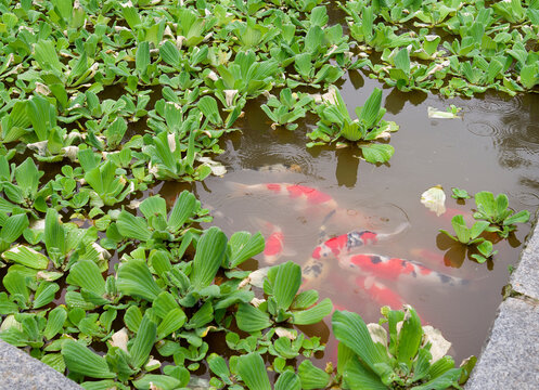 Colored carps in pond with water plants at Dongnakwon Hall of Jeonju Hanok Village mear Jeonju-si, South Korea