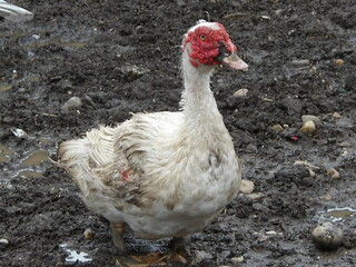 canard tête rouge