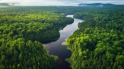 Aerial view of Algonquin park forest with green foliage, river, lake Ontario. Trees surrounded by vegetation. Serene summer landscape with cloudless sky. Scenic natural environment with river, water