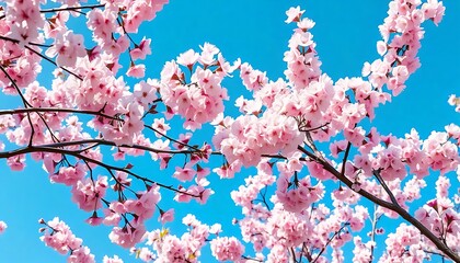 A beautiful view of cherry blossom trees in full bloom during spring, with delicate pink petals covering the branches against a bright blue sky 