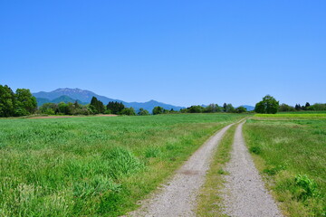 楢山の一本桜（新潟県）