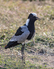 Blacksmith Lapwing at Amboseli National Park