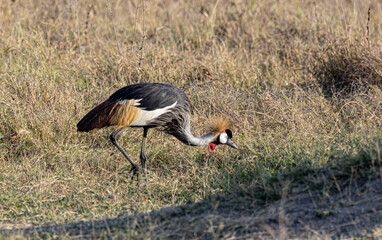 Crown Crane walking around for food