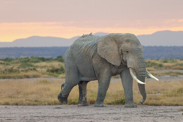 Obraz premium Male bull elephant strolling at sunrise