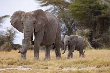 Obraz premium Mother and Baby ELephant walking