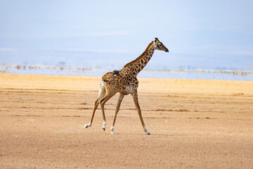 Lonely Giraffe on the dry lake bed of Lake Amboseli © Taha