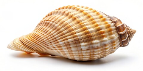 Fototapeta premium Isolated seashell on a white background for decoration, seashell, isolated, white background, decoration, element, ocean, beach