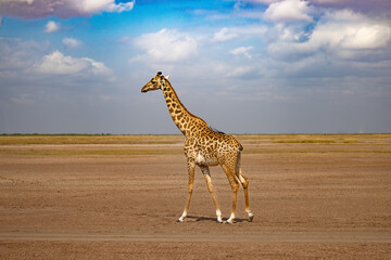 Lonely Giraffe on the dry lake bed of Lake Amboseli © Taha
