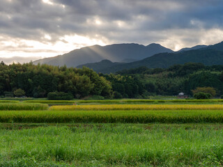 早朝の明日香村に広がる田園風景