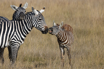 Common Zebra with Baby posing at Amboseli