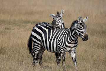 Common Zebra with Baby posing at Amboseli