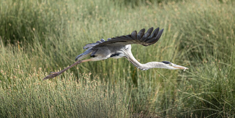 Heron in flight with food in mouth