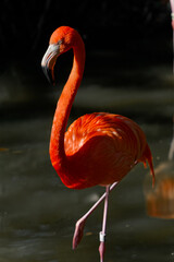 pink flamingo in water