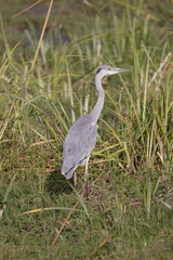 Blue/Grey Heron Amboseli National Park