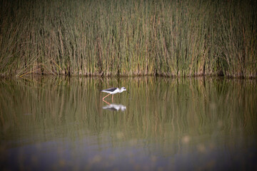 Stilt reflection in water at Amboseli