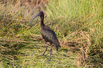 Glossy Ibis on grassy field Amboseli