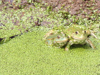 deux grenouilles vertes