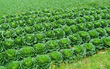 Cabbage field in the summer at Maebongsan Mountain near Taebaek-si, South Korea 