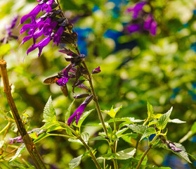 Aromatic and healing sage plant in bloom, spring 2024. A bumblebee flying among the vibrant flowers.