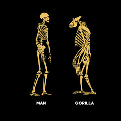 Man vs gorilla skeleton vector.