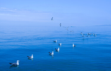 Seagulls are on the water of the sea at Deokjeokdo Island near Ongjin-gun, South Korea